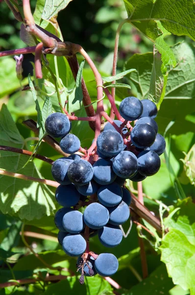 Szőlő szőlőültetvényen — Stock Fotó