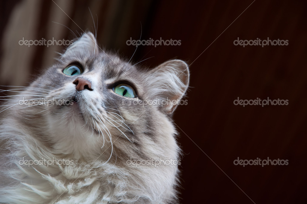 Gri kedi bakışları Stok fotoğrafçılık ©moritorus Telifsiz resim