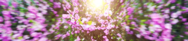 Apricot flower — Stock Photo, Image