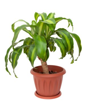 Dracaena massangeana