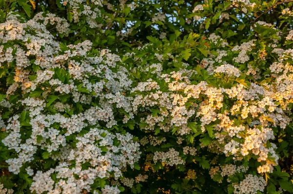 Bleautiful Bussom Baum Während Eines Frühlings Natürlicher Hintergrund Weiße Blüten — Stockfoto