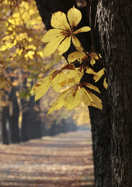 Autumn_1 — Φωτογραφία Αρχείου