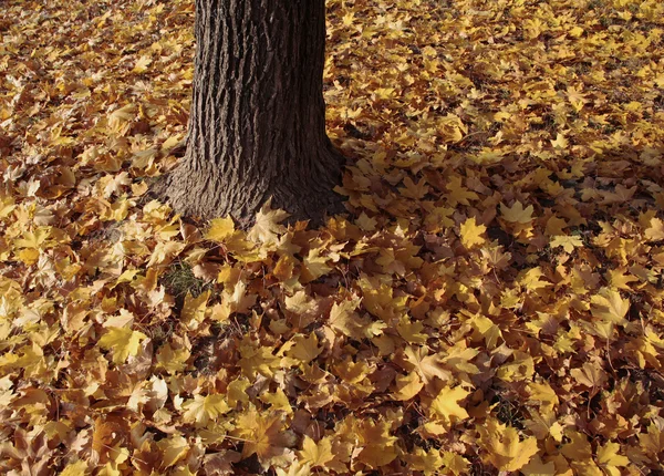 Leaves — Stock Photo, Image