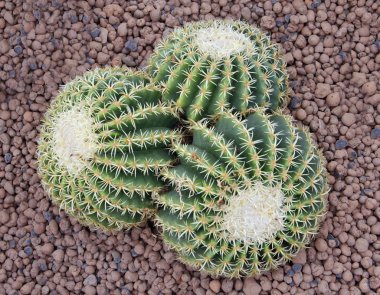 Cactus1