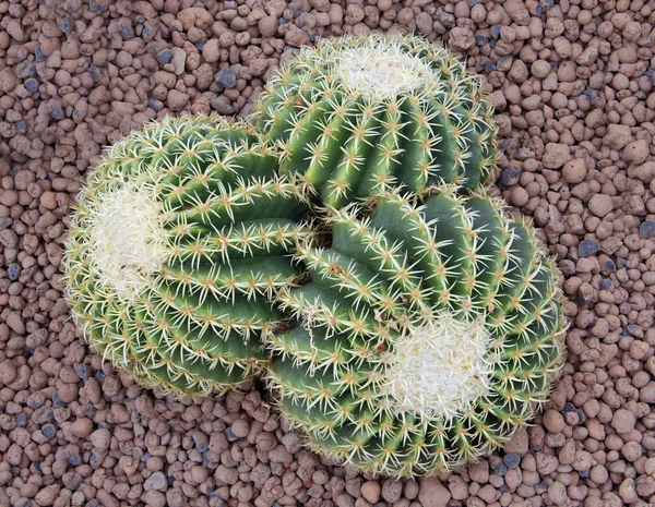 Cactus1 — Φωτογραφία Αρχείου