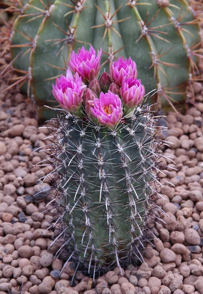 Cactus 7 — Photo