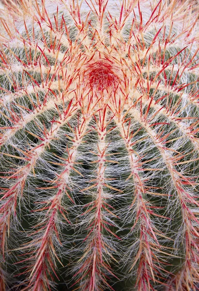 Cactus3 — ストック写真
