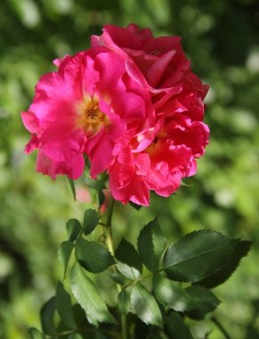 Roses in the rose garden with green leaves. High quality photo