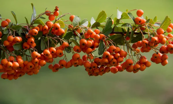 Orange Colored Pyracantha Fruit Close Bush High Quality Photo — Stock Photo, Image