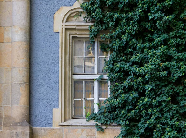 Romanesque Gothic Renaissance Baroque Window Overgrown Amber Vajda Hunyad Castle — Stock Photo, Image