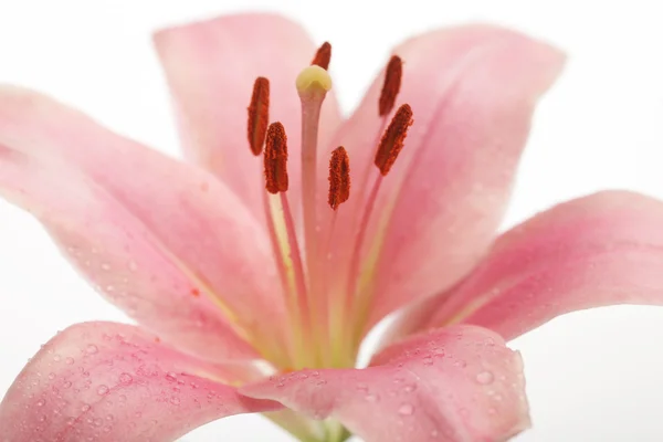 Beautiful Lily flower over white — Stock Photo, Image