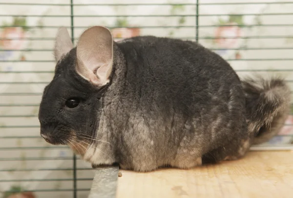 Chinchilla sitting in a cage — Stock Photo, Image