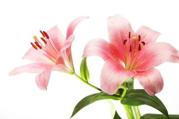 Hermosa flor de lirio sobre blanco — Foto de Stock