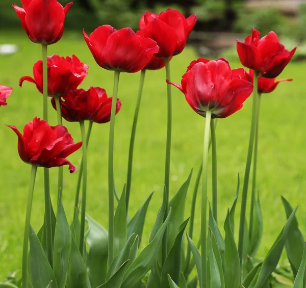 Tulipas vermelhas — Fotografia de Stock