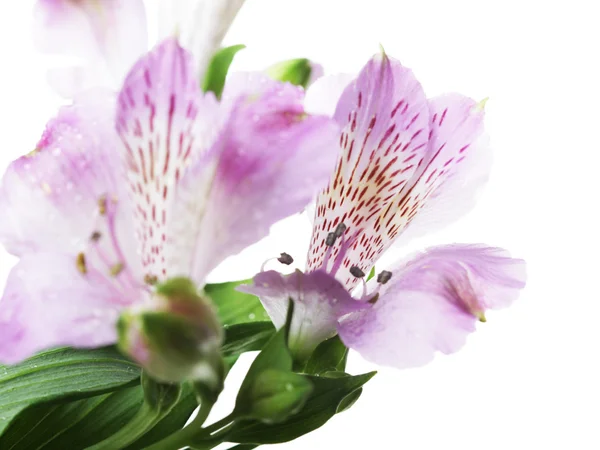 Mor çiçekler alstroemeria — Stok fotoğraf