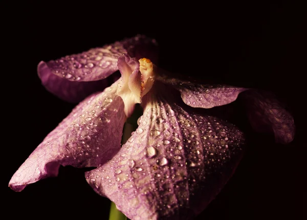 Paarse orchidee bloem — Stockfoto