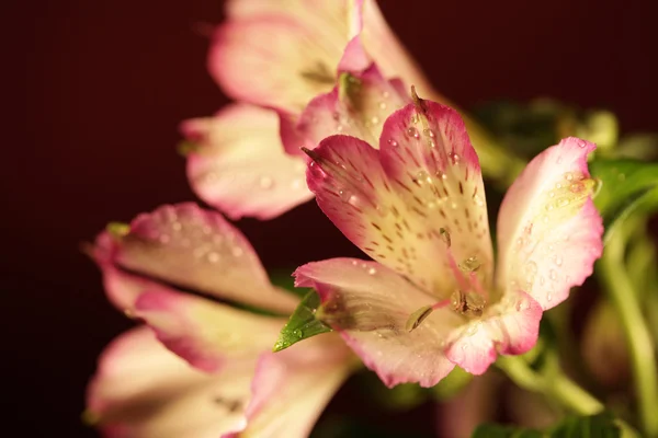 Žena s orchidejí květ růžové pozadí — Stock fotografie