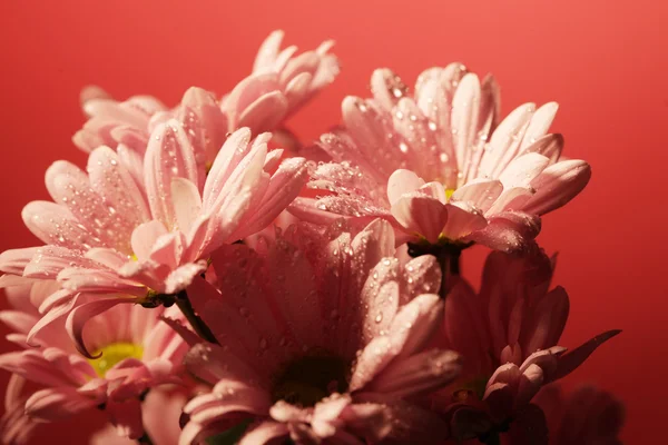 Růžový chrysanthemum květiny — Stock fotografie