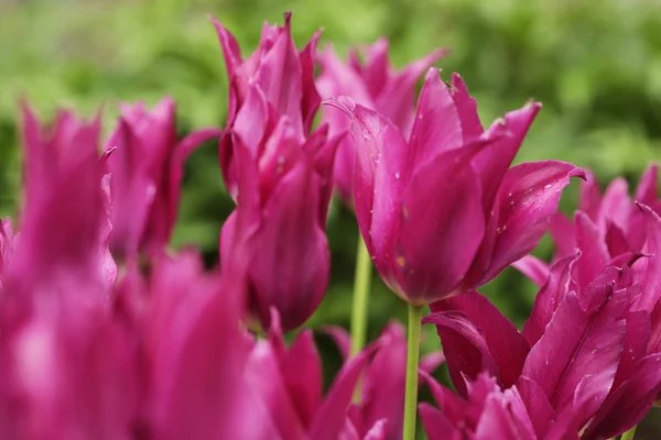 Růžové tulipány na zahradě — Stock fotografie