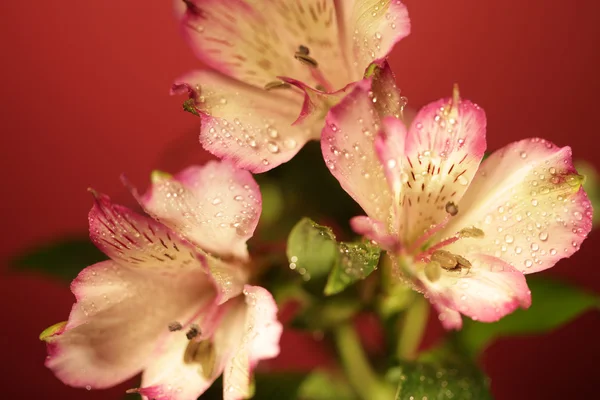 Rosa Blüten — Stockfoto