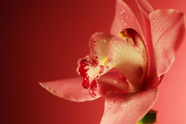 Rosa Orchideenblume aus nächster Nähe — Stockfoto