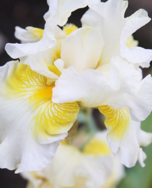 Bahçedeki beyaz göz