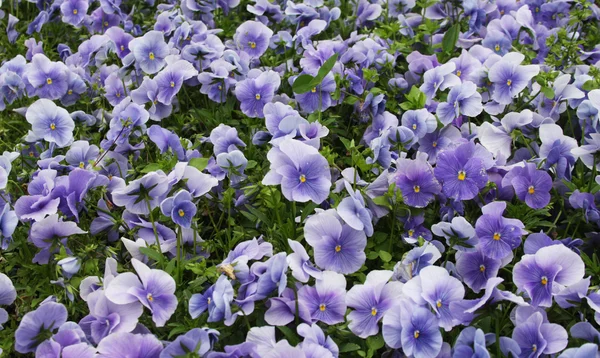 Viola flower field — Stock Photo, Image