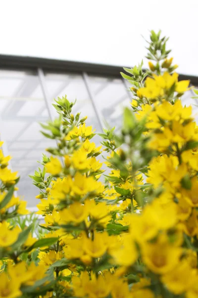 Яркое солнце и желтые цветы — стоковое фото