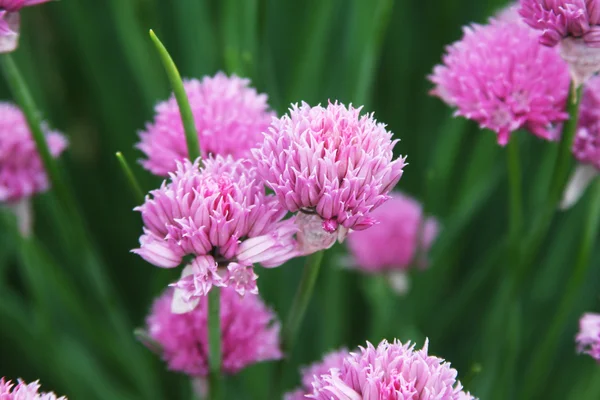 在该字段中的粉红三叶草 — 图库照片