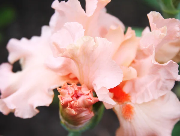 Rosa Schwertlilien blühen — Stockfoto