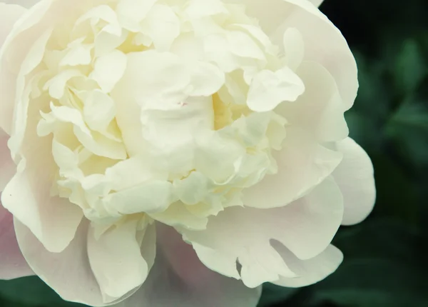 Close-up of white peony — Stock Photo, Image