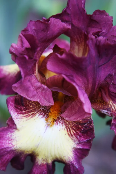 Hermosos iris brillantes — Foto de Stock