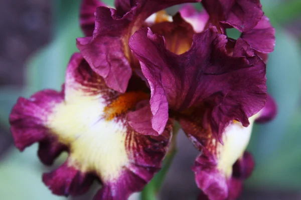 Beaux iris lumineux — Photo