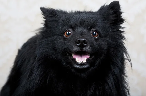 Cane nero con grande sorriso — Foto Stock