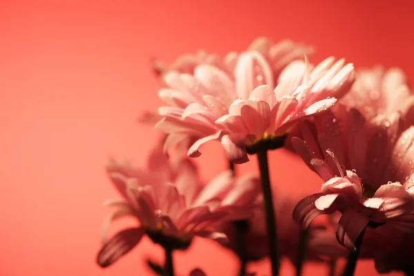 Roze chrysant bloemen — Stockfoto