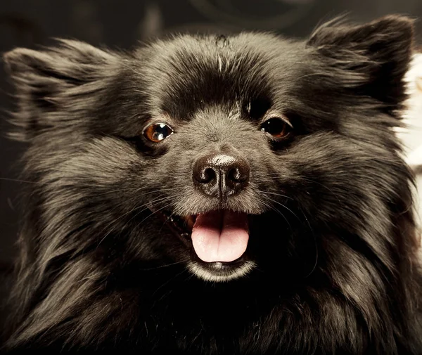 Cão preto com grande sorriso — Fotografia de Stock