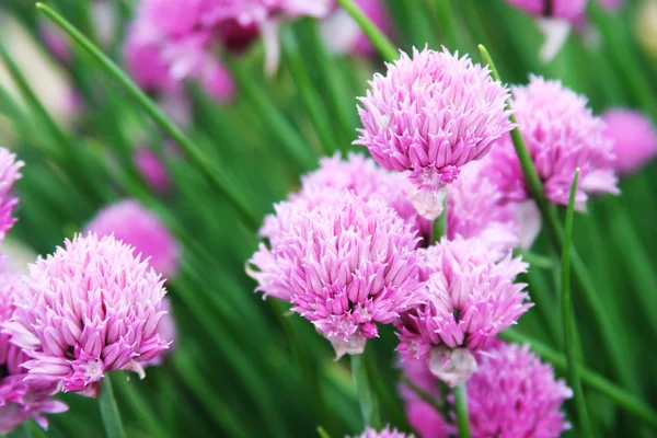 Pink clover in the field — Stock Photo, Image