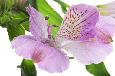 Pembe çiçek alstroemeria