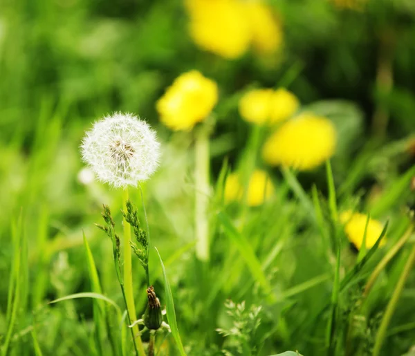 Paardebloem — Stockfoto