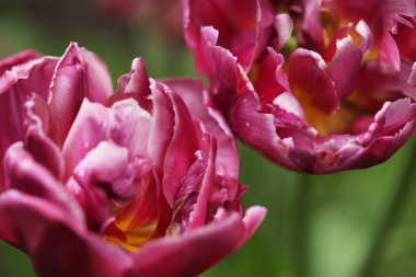 güzel pembe peonies