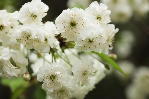 Ramo de uma árvore florescente — Fotografia de Stock