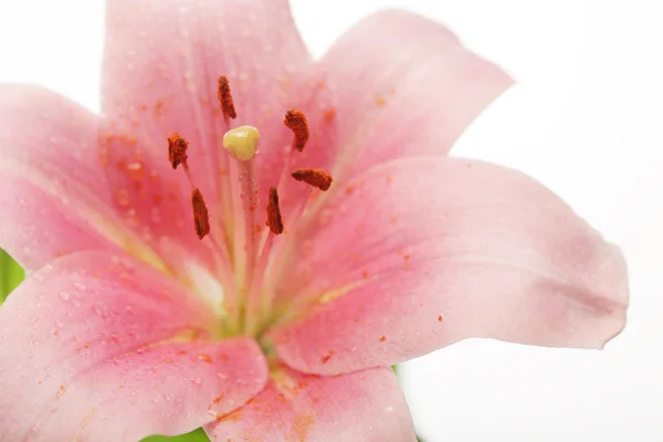 Beautiful Lily flower over white — Stock Photo, Image