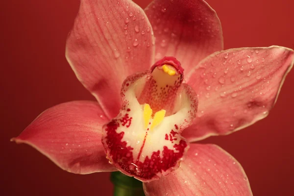 Pembe orkide çiçeği yakın plan. — Stok fotoğraf