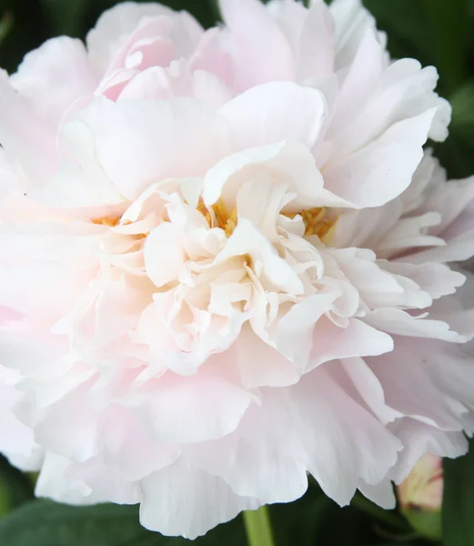 Gros plan sur la pivoine blanche — Photo