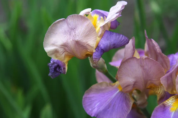 Close-up de flor de íris — Fotografia de Stock