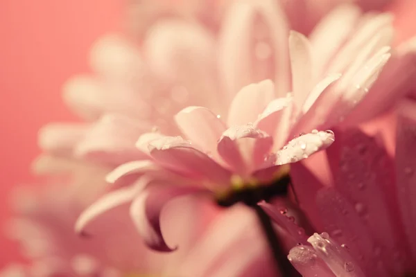 Closed up chrysanthemum — Stock Photo, Image