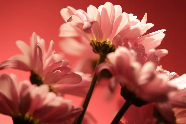 Růžový chrysanthemum květiny — Stock fotografie