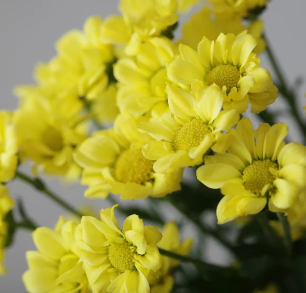 Gelbe Blüten — Stockfoto