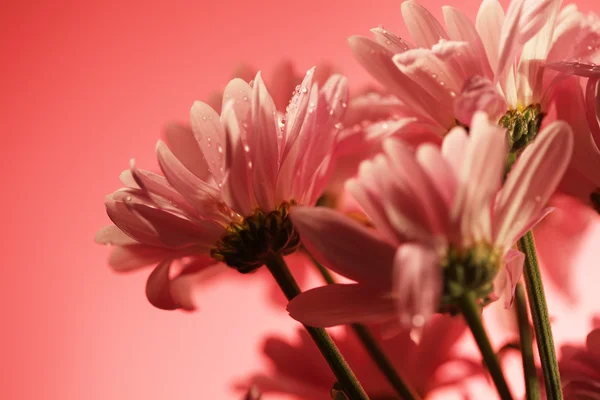 Closed up chrysanthemum — Stock Photo, Image