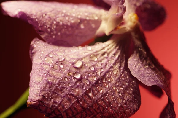 Mor orkide çiçeği. — Stok fotoğraf